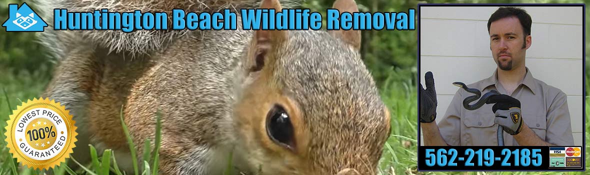 Huntington Beach Wildlife and Animal Removal